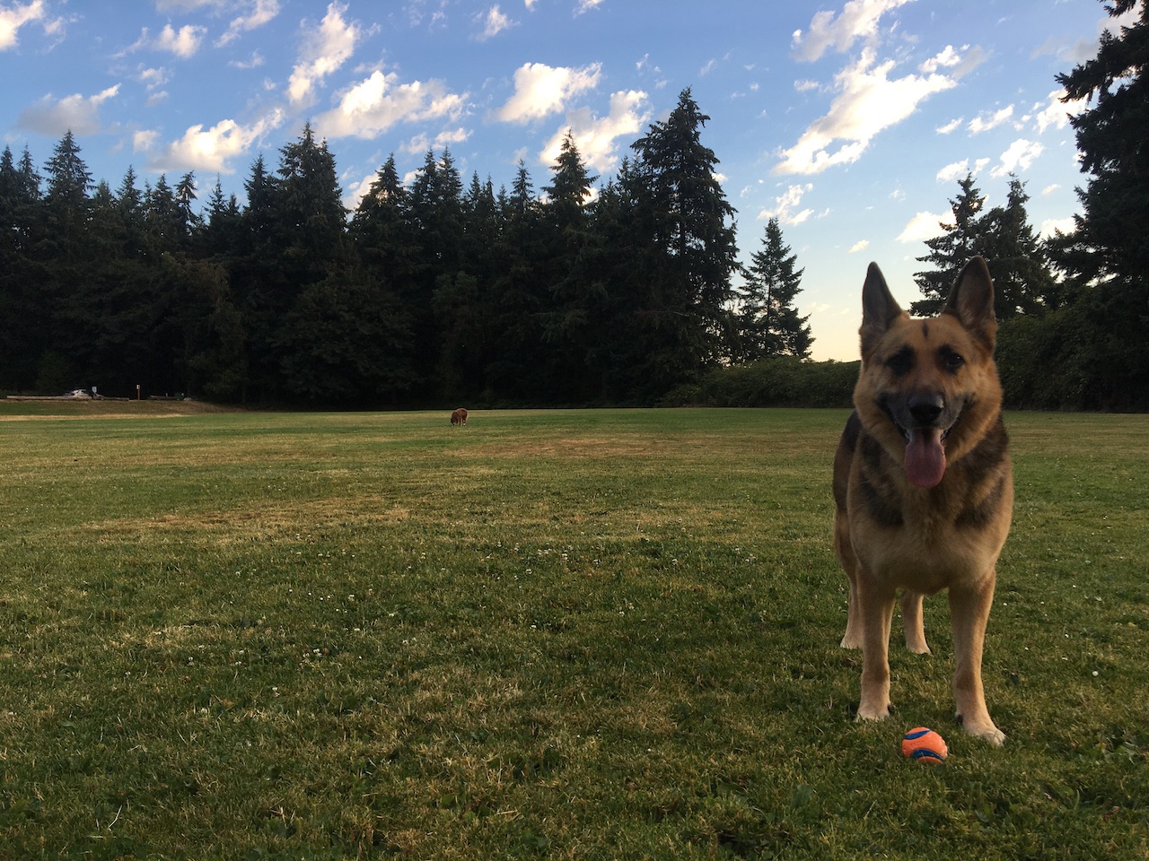 Tired puppy from chasing the ball